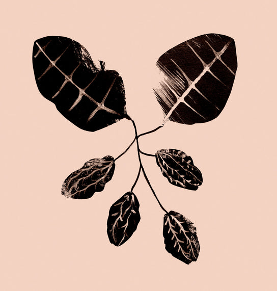 Revisiting our roots | Pitta