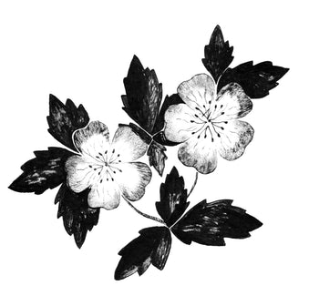 Got Sparse or Thinning Brows? The Wait is Over - Champo Pitta Brow Serum 2 champo pitta brow serum